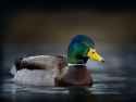 mallard