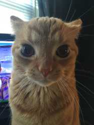 Gakster