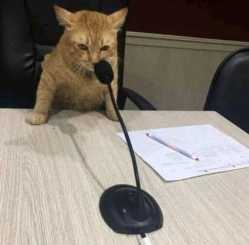 cat emergency