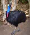 Southern-Cassowary-02-4162259252