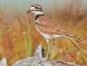 apa_2012_24740_195384_paulkusmin_killdeer_kk_adult