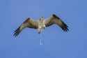 bird-pooping-1024x683