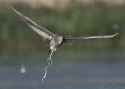 black-crowned-night-heron-juvenile-crap-mia-mcpherson-8829