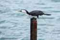 little-shag-pooping-little-shag-microcarbo-melanoleucos-pooping-otago-peninsula-south-island-new-zealand-173545195