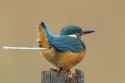 poobird
