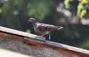 rock-pigeon-pooping-on-the-roof_Cherdchai-Chaivimol-Shutterstock