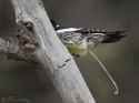 williamsons-sapsucker-4772-ron-dudley