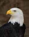 Bald_Eagle_Portrait-750x938