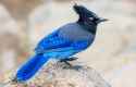 BOTW-Homepage-Thumbnail_Stellers-Jay_dimostudio-Shutterstock-1-1024x663