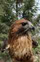 red-tail