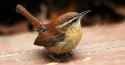 carolinawren