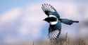black-billed-magpie-kojihirano