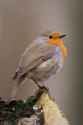 Erithacus_rubecula_-Netherlands-8