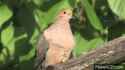 mourning dove