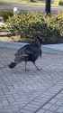 att.BkUfH3lQWsFY_r29BN_Ff9ILuINcyQDLkdcnBlkCHcc