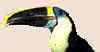 bestbird