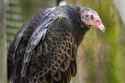vulture_web-1024x683