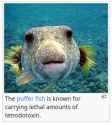 neuropuffer