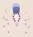Spiderno