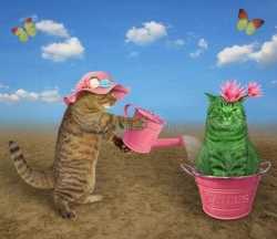 catcus