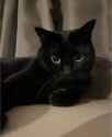 black-cats-have-the-most-saturn-energy-when-you-really-v0-pwmmoo2h697f1