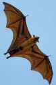 Indian-flying-fox.png