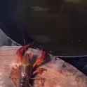 1.14 MB