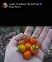 441 KB