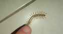 1.87 MB