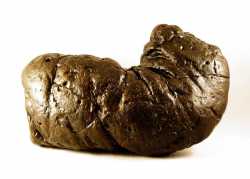 coprolite