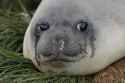 crying seal