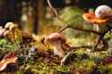 fairy-tale-ambiance-magical-autumn-forest-background-autumn-leaves-moss-wild-mushrooms-snail-shell-fly-agaric_72772-21039