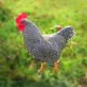 Barred-Plymouth-Rock-Bantam-Chicks