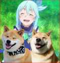 aqua_dogs