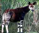 Okapi2