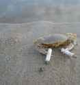 crab smoking two cigarettes