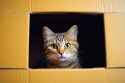 little-cute-small-kitten-inside-box-kitten-cardboard-playful-domestic-cat-indoors-photo-funny-pic_898268-1729-3895705773