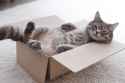 happy_kitty_in_box-4221178363