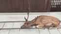 deer-bow (1)