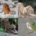 anycat