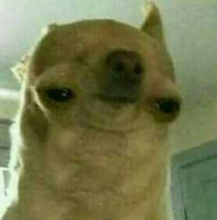 dog feeling too old for this shit