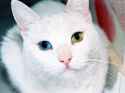You Wont Believe What This Cat Has To Say About Minorities