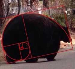 meet-the-fibonacci-bear-418410