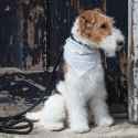 fox-terrier-wire-dog-breed-info