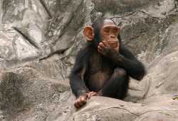 ponderingchimp