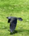 crow