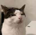 51 KB