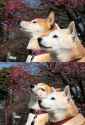 knowing doge