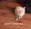 goodevcat