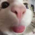 kat